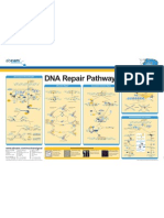 DNA Repair Pathways Poster