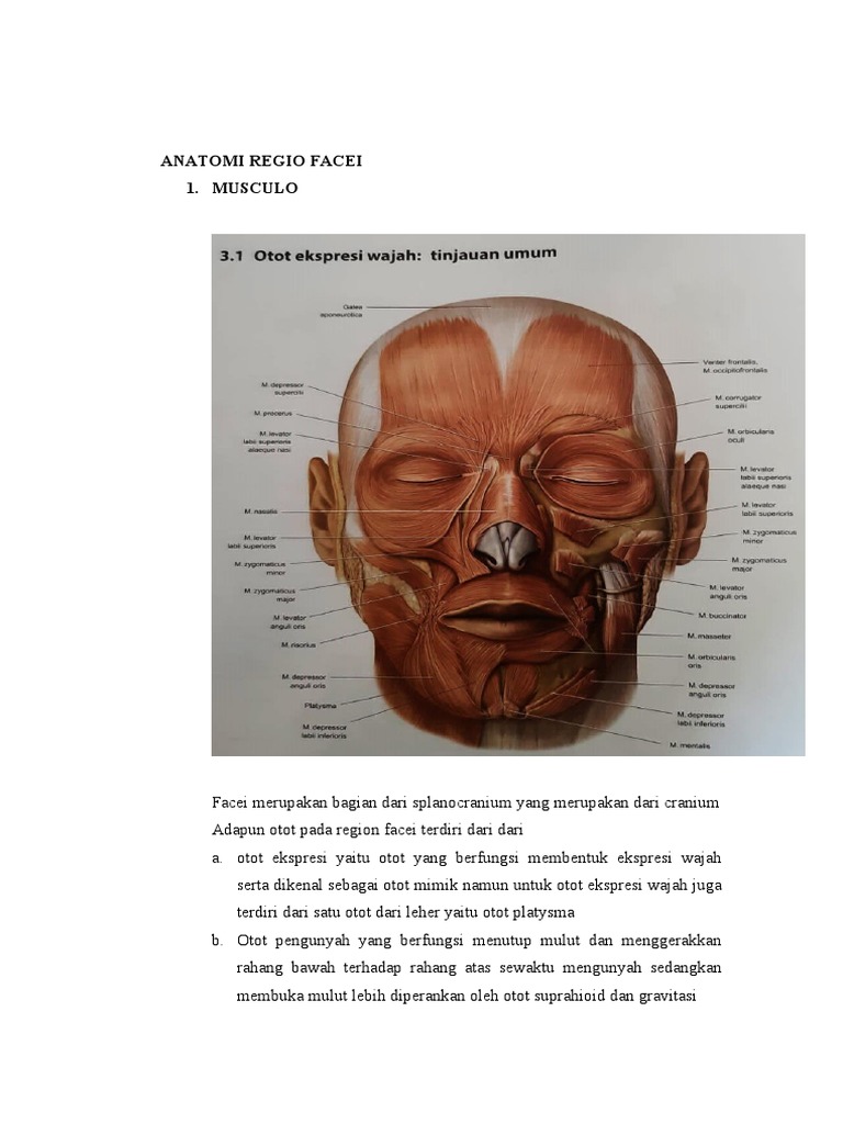 Anatomi Regio Facei PDF