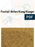 Foxtail Millet ppt