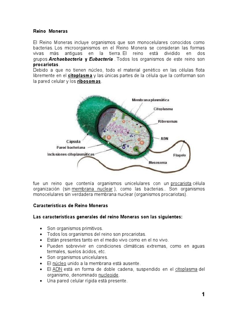 Características del Reino Moneras | PDF | Hongo | Plantas