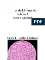 Figuras de Lâminas do Roteiro Histologia