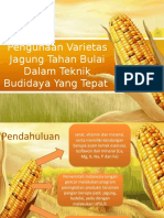 Pengendalian Bulai Jagung Dengan Varietas Tahan