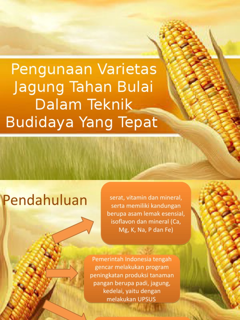 Pengendalian Bulai Jagung Dengan Varietas Tahan | PDF