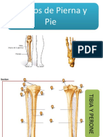 8.Huesos de Pierna y Pie (nombres).pptx