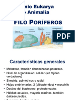 Filo Poríferos