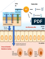 Prebiotic Effect Stimulation of Immune Response by Mushroom Cell Wall Components