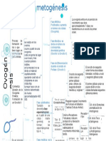 Ovogenesis y Espermatogenesis