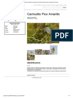 Anairetes Flavirostris Cachudito Pico Amarillo Photos Fotos Yellow-Billed Tit-Tyrant PDF