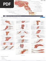 Arm Diagram Left - Google Search PDF