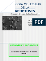 Necrosis y Apoptosis