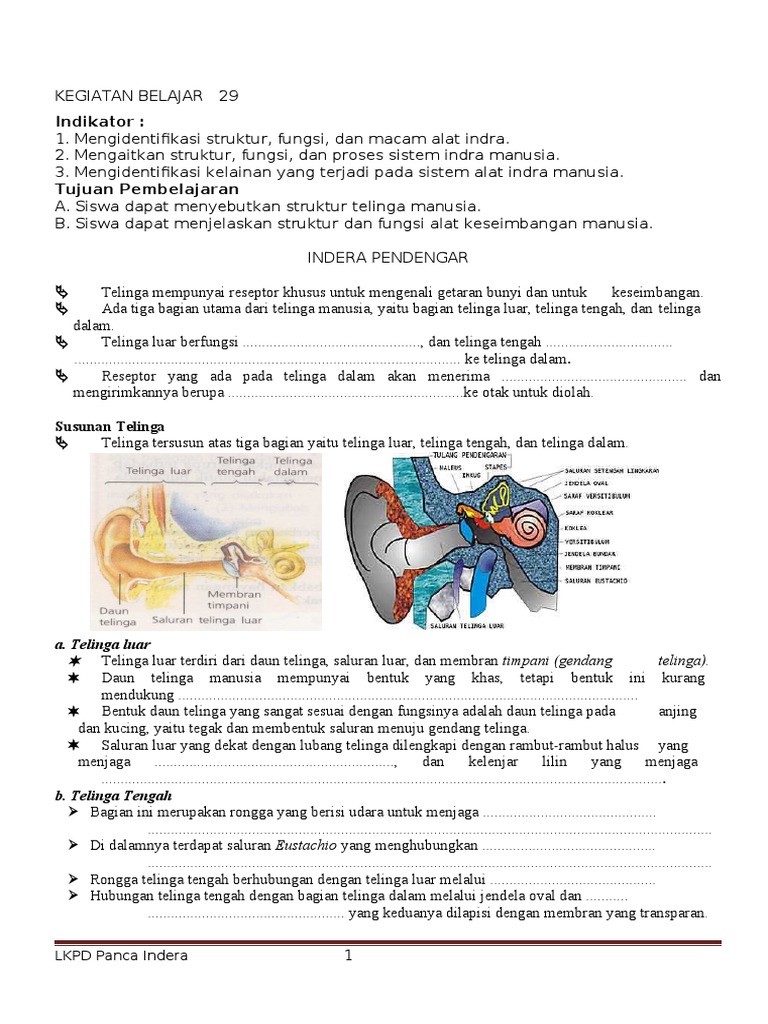 Struktur dan Fungsi Telinga Manusia | PDF