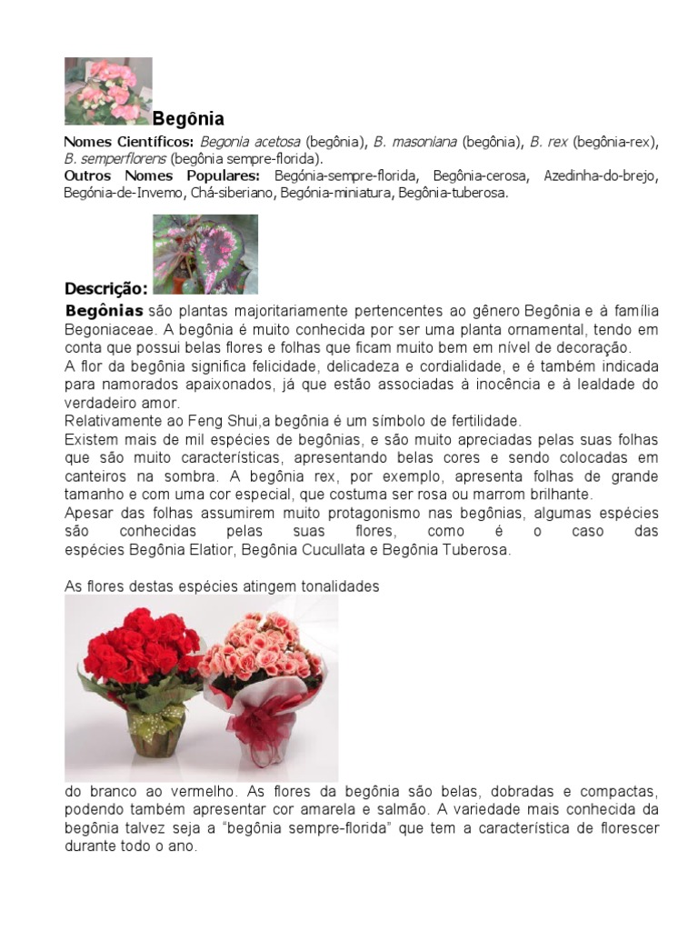 Begonia Ou Azedinha Do Brejo | PDF | Organismos | Plantas