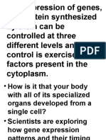 Gene Expression Regulation Guides Cell Differentiation