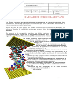 Guia y Talleres Acidos Nucleicos PDF