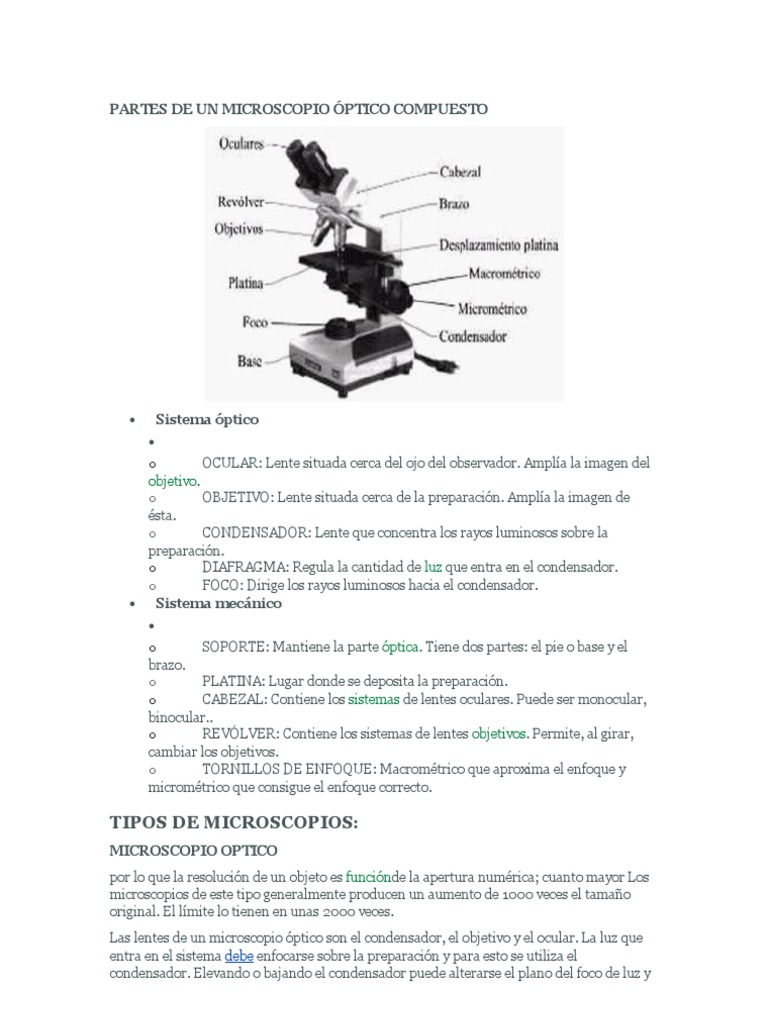 Hoja De Trabajo Sobre Las Partes De Un Microscopio Compuesto
