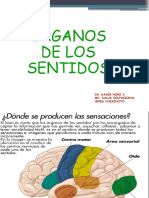 ORGANOS DE LOS SENTIDOS