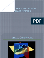 Anatomia Radiografica Del Maxilar Inferior