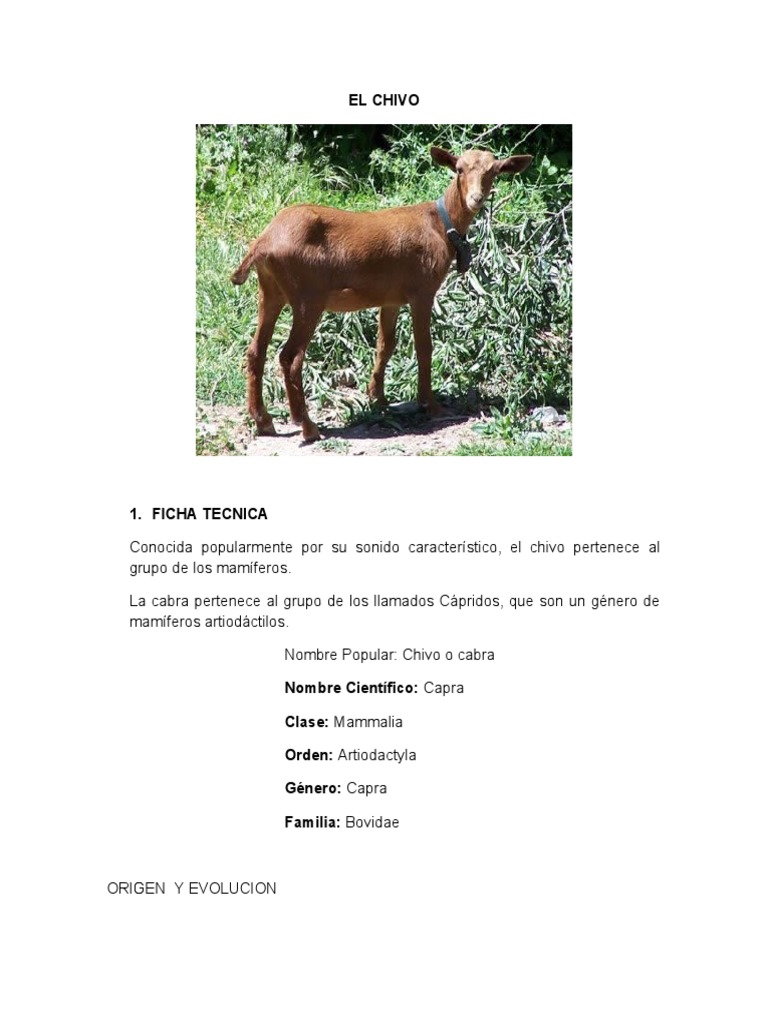 Características del Chivo o Cabra | PDF | Cabra | Mamíferos