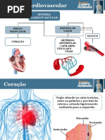 2º Sistema Cardiovascular