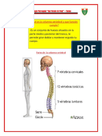 Columna vertebral.pdf