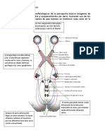 Tarea Visopercepcion