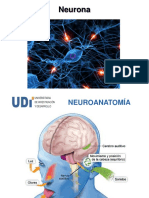 Celulas Nerviosas Ok PDF