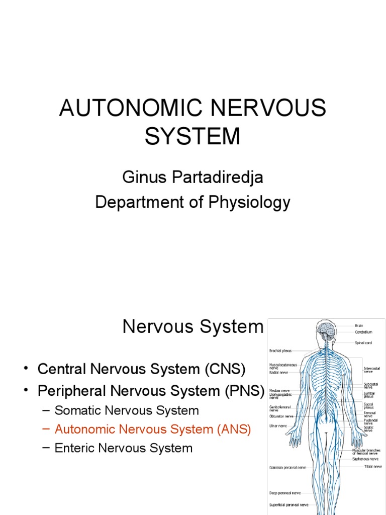 Overview of the Autonomic Nervous System | PDF | Autonomic Nervous ...