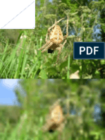 Araneus Diadematus Femmina