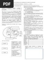 Taller de Repaso Ciencias Naturales Primer Periodo Grado Cuarto
