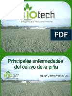 Biblioteca - 284 - Principales Enfermedades de La Piña PDF