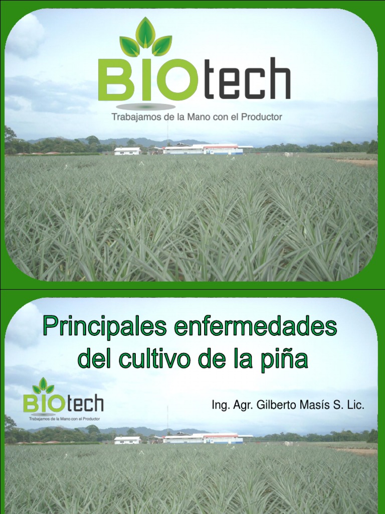 Enfermedades y control en piña | PDF | Hongo | Las bacterias