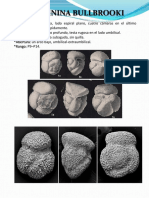 Acarinina Bullbrooki PDF