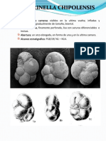 Cassigerinella chipolensis: guía de identificación