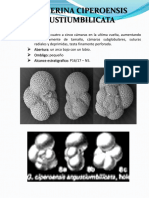 Globigerina Ciperoensis Angustiumbilicata