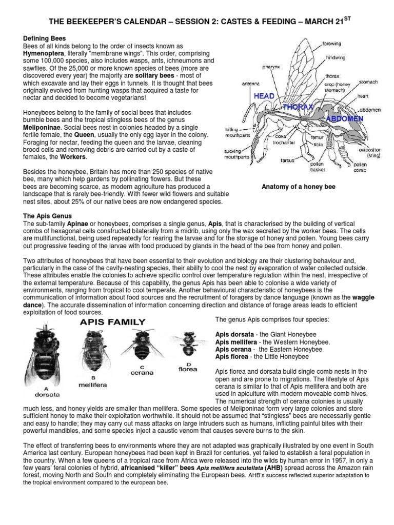 Beekeeper's Guide: Castes & Feeding | PDF | Honey Bee | Beekeeping
