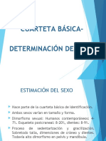 Cuarteta Basica Determinacion de Sexo