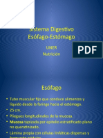 Esófago Estómago