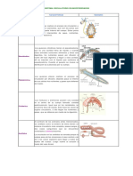 CIRCULACION EN VERTEBRADOS.pdf