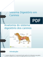 Sistema Digestório em Caninos 2
