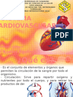 Anatomía-Cardiovascular PP