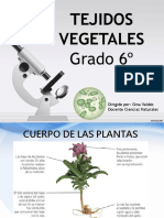 Tema 01. Tejidos Vegetales Grado 6° - Diapositivas 1