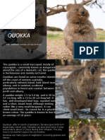 Quokka: The Happiest Animal in The World