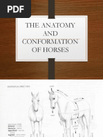 Horse Body Parts and Anatomy Guide | PDF | Tooth | Human Leg