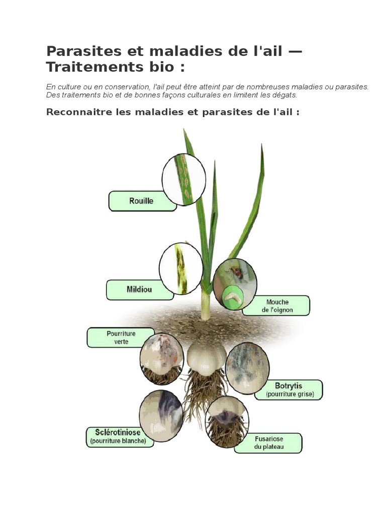 Parasites Et Maladies De L Ail Ail Plantes