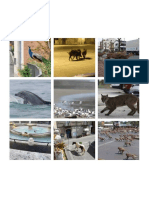 s3-5-dia-1-collage-animales