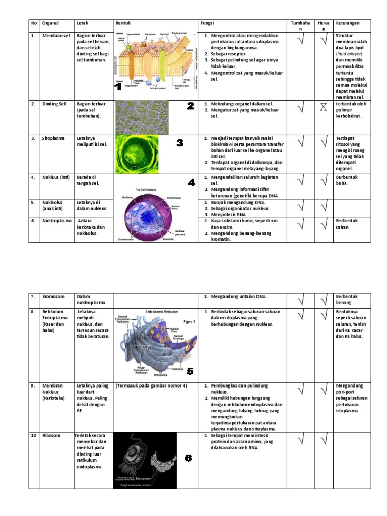 Struktur Dan Gambar Sel
