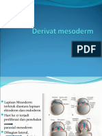 Derivat Mesoderm