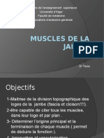 3-Muscles de La Jambe