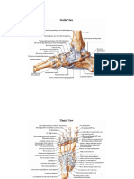 Lower Limb