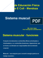 Musculo
